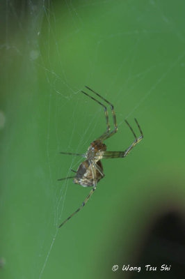(cf. Plectembolus sp.)[A] ♀