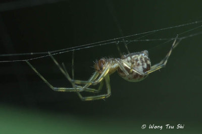(cf. Plectembolus sp.)[A] ♀