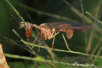 (Mantispidae, sp.)[A]