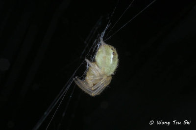 <i>(Araniella sp.) [A]</i> <br /> ♀