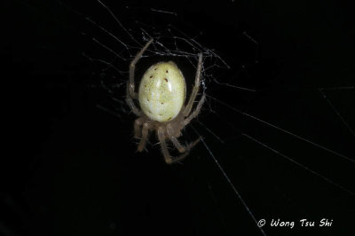 (Araniella sp.) [A]  ♀