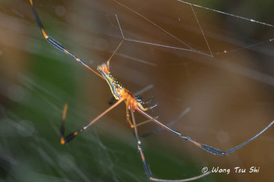 (Nephila pilipes) Golden Web Spider ♀