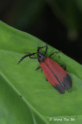 <i>(</i>Lycidae, <i>Lycostomus sp.)[A]</i><br />Net-winged Beetle