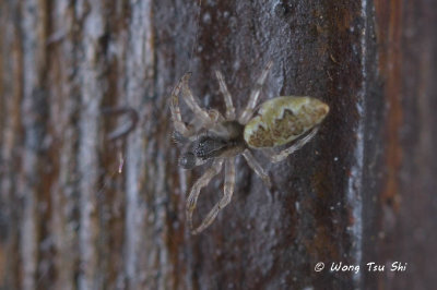 (Cyclosa sp.)[E]  ♂