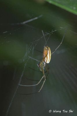 (Nephila pilipes) Golden Web Spider sub ♂