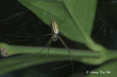 (Nephila pilipes) Golden Web Spider sub ♂