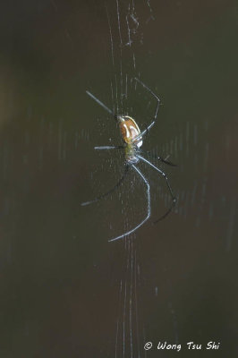 <i>(Nephila pilipes)</i><br /> Golden Web Spider <br /> sub ♀