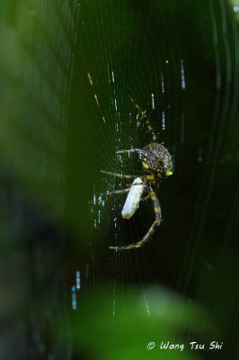 (Gea spinipes)♀