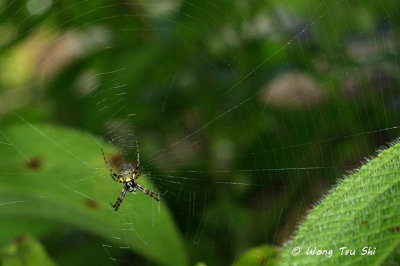 (Gea spinipes)♀