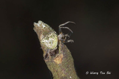 (Eriovixia sp.)[N]  ♀