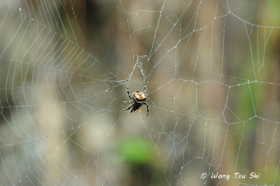 (Caerostris sumatrana)