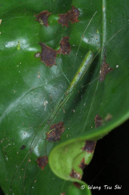 (Tetragnatha hasselti) ♀