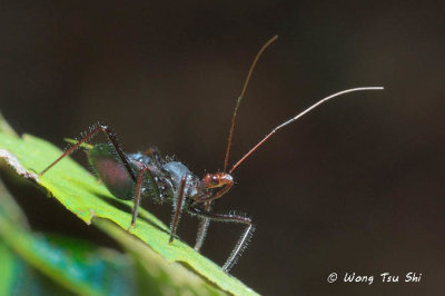 (Reduviidae, sp.)[G]Assassin Bug