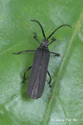 (Lycidae, Cautires sp.)[A]Net-winged Beetle