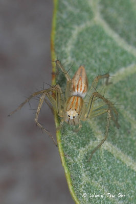 (Oxyopes sp. )[H]  ♀