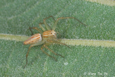 (Oxyopes sp. )[H]  ♀
