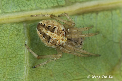 <i>(Neoscona sp.)[E]</i><br /> ♀