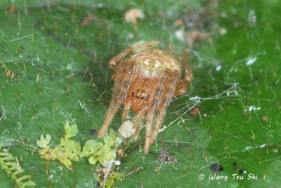 (Neoscona sp.)[B]  ♀