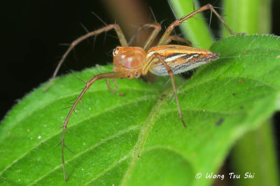(Oxyopes sp.)[C] ♀