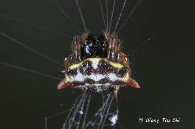 (Gasteracantha sp.)[D] ♀