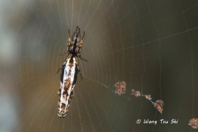 (Cyclosa bifida)♀