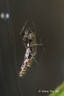 (Cyclosa bifida)♀