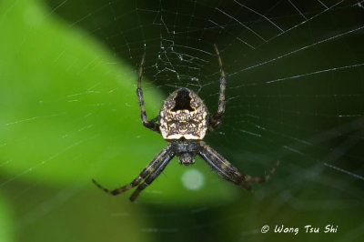 (Gea cf heptagon)♀