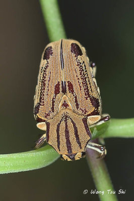 (Scarabaeidae, Taeniodera cervina)Fruit and Flower Chafer