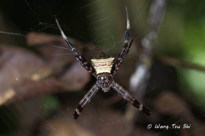 (Argiope doleschalli) ♀