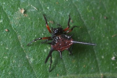 (Macracantha hasselti) ♀