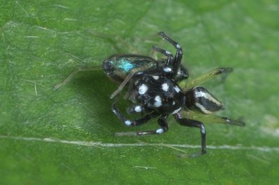 (Phintella debilis) ♀ ♂