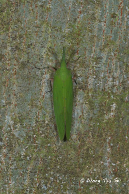 (Fulgoridae, Pyrops cultellatus cultellatus)Lantern Bug