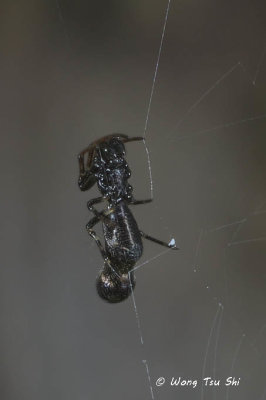 (Cyclosa bulla) ♂