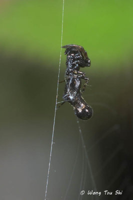 (Cyclosa bulla) ♂