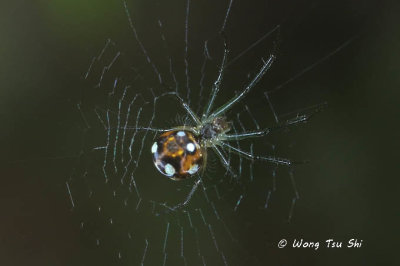 (Leucauge argentina) ♀