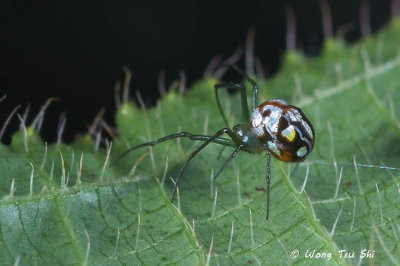 (Leucauge argentina) ♀