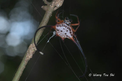<i>(Macracantha arcuata)</i><br /> Long Horn Spider ♀