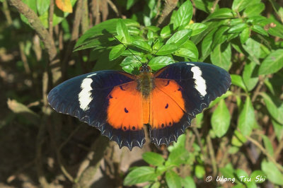 NYMPHALIDAE - Brush-footed Butterflies
