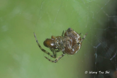 (LINYPHIID sp.)[B] ♂