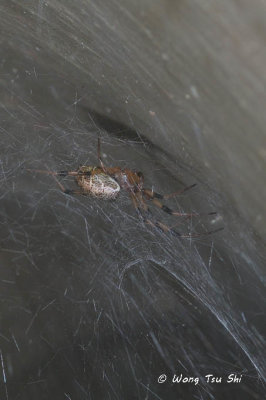 (Nephilengys malabarensis) ♀