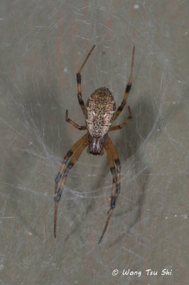 (Nephilengys malabarensis)  ♀