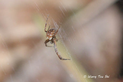 (cf. Gea spinipes) sub ♀