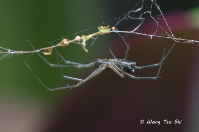 (Neriene macella) ♀