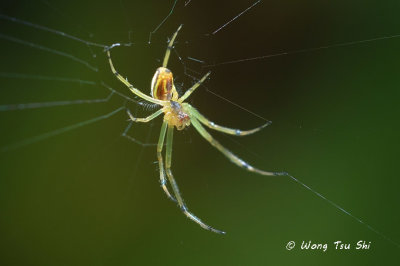 (Leucauge celebesiana) ♀