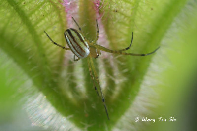(Leucauge celebesiana) ♀