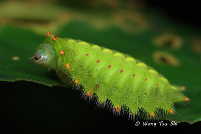 Cup moth caterpillar (Limacodidae)