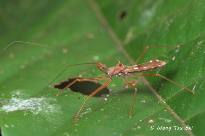 (Reduviidae, sp.)[D]Assassin Bug