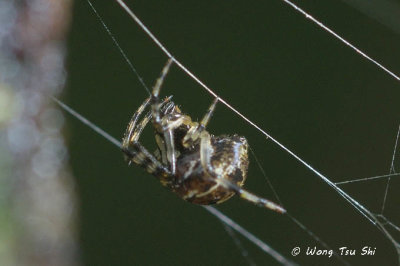 (Theridion sp.)[C] ♀