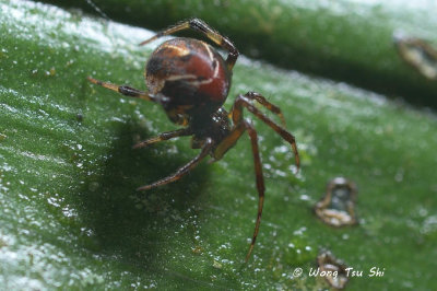 (Theridion sp.)[C] ♀