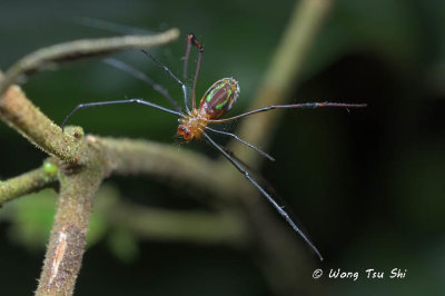 (Leucauge sabahan) ♀